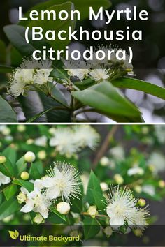 lemon myrtite and backhouisia citriodra are the best plants to grow