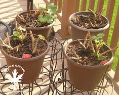 four potted plants sitting on top of a metal stand next to a wooden fence