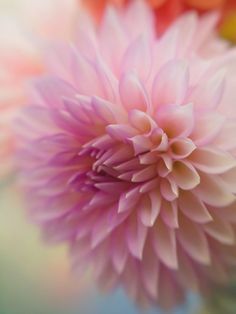 a close up view of a pink flower with blurry colors in the back ground