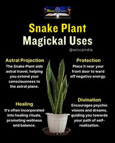 🌿 Ever wondered how the innocuous Snake Plant you have sitting in your living room could be a potent tool in your quest for self-discovery and inner peace?  🍃 Snake Plant, also known as Sansevieria or Mother-in-law's Tongue, is one of the most powerful plants in Wicca. Its magickal properties have been revered for centuries and it's about time you discovered them too!  🔮 The Snake Plant is associated with the element of air, which represents intellect, understanding, and communication. It is believed to stimulate mental powers and assist in explorations of the unconscious mind. Snake Plant Meaning, Plants For Spiritual Protection, Snake Plant Decor Living Rooms, Mother In Law Tongue Plant, Mother In Laws Tongue, Magical Herbs Witchcraft, Element Of Air, Hoodoo Magic, Unconscious Mind