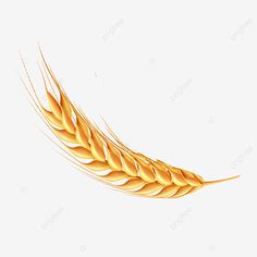 an illustration of a golden wheat stalk on a white background