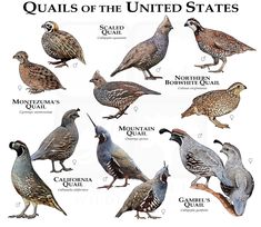 the quails of the united states are depicted in this poster, which shows them different