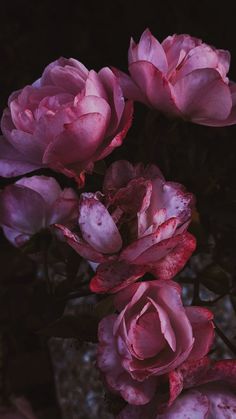 some pink flowers are blooming in the dark