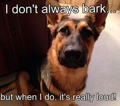 a dog sitting on the floor in front of a cabinet with words that say i don't always bark but when i do, it's really loud