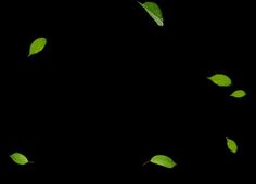 green leaves flying in the air on a black background