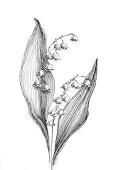 an ink drawing of lily of the valley