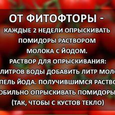 an advertisement for tomatoes in russian language