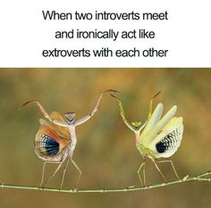 two insects standing on top of a green branch with caption that reads, when two innovets meet and ironically act like extroots with each other