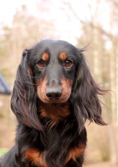 a black and brown dog sitting on top of a grass covered field next to trees