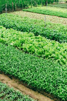 rows of lettuce growing in an open field with green plants on the other side