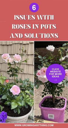 pink roses in pots with text overlay that reads 6 issues with roses in pots and solutions