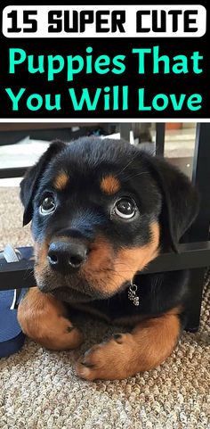 a black and brown puppy sitting under a table with the words 15 super cute puppies that you will love