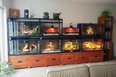 a living room filled with lots of different types of fish in glass containers on top of wooden drawers