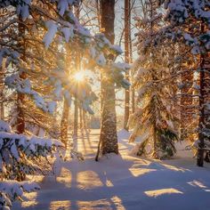 the sun is shining through the trees in the snow covered forest with lots of snow