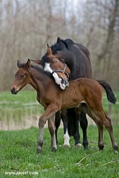 two horses standing next to each other on a lush green field