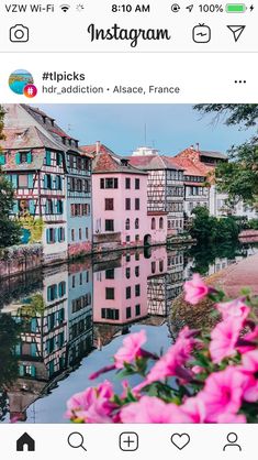 pink flowers are blooming in front of the water and buildings on the other side