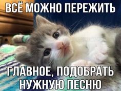 a kitten laying on its back with the caption in russian