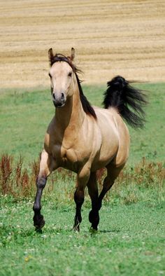 a brown horse running across a lush green field next to a dry grass covered field