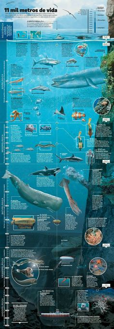 an info poster showing different types of marine life