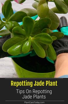 a potted plant with the words repottiting jade plant tips on reporting jade plants