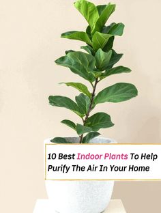 a potted plant with the words 10 best indoor plants to help purify the air in your home