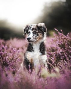 a dog sitting in the middle of a field of purple flowers, looking at the camera