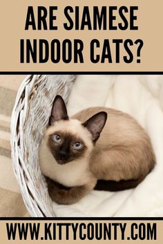 are siamese indoor cats Types Of Siamese Cats, Siamese Kitty, Simease Cats Siamese, Exotic Cat Breeds, Wild Cat Breeds, Small Cat Breeds, Funny Siamese Cat Pictures, Cat Life Hacks