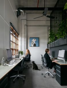 two people sitting at desks in an office setting with computers and plants on the wall