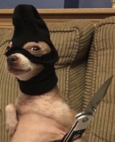 a small dog wearing a black mask on top of it's head and holding a pair of scissors