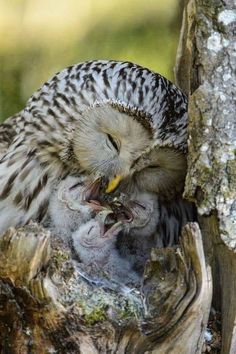 an owl with its mouth open sitting on top of a tree