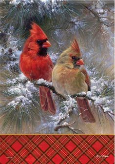 two birds sitting on top of a tree branch in front of snow covered pine needles