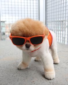 a small dog with sunglasses on it's face