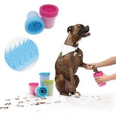 a dog is sitting on the floor with its owner and grooming supplies in front of it