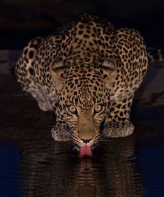 a leopard drinking water at night with its reflection in the water and it's tongue sticking out