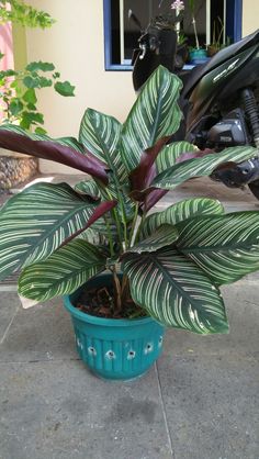 a potted plant sitting on the ground next to a motorcycle