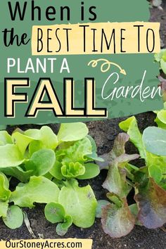 some plants that are in the dirt with text overlay saying when is the best time to plant a garden