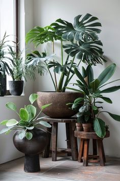 several potted plants sit on stools in front of a window