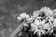 black and white photograph of flowers in a pot on the ground with grass behind it