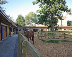 a brown horse standing next to a wooden fence near a tree in a barn yard