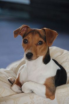 a brown and white dog laying on top of a bed