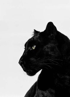 a close up of a black cat's face with white sky in the background