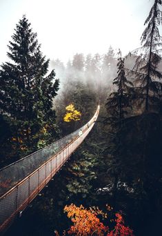 a train traveling over a bridge in the middle of some trees on a foggy day