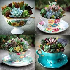 four different types of succulents in tea cups and saucers