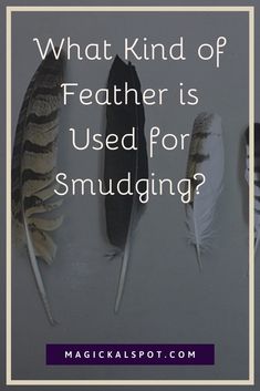 three feathers with the words what kind of feather is used for smudging?