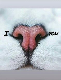 a cat's nose with the words i love you written on it and an animal's nose