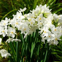 the white flowers are blooming in the garden