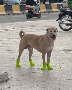 a tan dog wearing green boots and yellow rubbers standing in the middle of a street