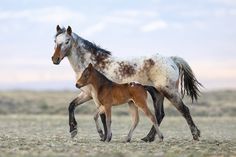 a mother horse and her foal walking in an open field