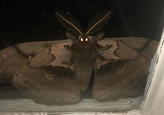 a large moth sitting on top of a window sill