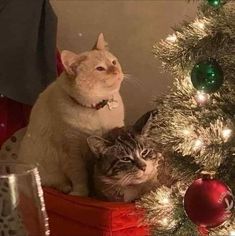 two cats sitting next to each other in front of a christmas tree with ornaments on it